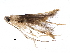  (malaiseGraci01 Malaise1912 - BIOUG29101-E06)  @13 [ ] CreativeCommons - Attribution (2016) CBG Photography Group Centre for Biodiversity Genomics