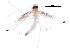 (malaiseGraci01 Malaise2608 - BIOUG29110-A07)  @12 [ ] CreativeCommons - Attribution (2016) CBG Photography Group Centre for Biodiversity Genomics