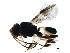  ( - BIOUG29112-C06)  @13 [ ] CreativeCommons - Attribution (2019) CBG Photography Group Centre for Biodiversity Genomics