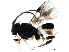  ( - BIOUG29112-F08)  @13 [ ] CreativeCommons - Attribution (2019) CBG Photography Group Centre for Biodiversity Genomics