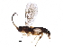  (Chilocyrtus Malaise1483 - BIOUG29112-G11)  @14 [ ] CreativeCommons - Attribution (2016) CBG Photography Group Centre for Biodiversity Genomics