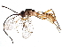  (cryptJanzen01 Malaise2142 - BIOUG29192-E07)  @14 [ ] CreativeCommons - Attribution (2016) CBG Photography Group Centre for Biodiversity Genomics