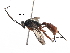  (cryptJanzen01 Malaise3035 - BIOUG29042-G10)  @14 [ ] CreativeCommons - Attribution (2016) CBG Photography Group Centre for Biodiversity Genomics