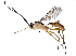  (cryptJanzen01 Malaise5154 - BIOUG29197-C09)  @14 [ ] CreativeCommons - Attribution (2016) CBG Photography Group Centre for Biodiversity Genomics