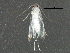  (malaiseGraci01 Malaise3134 - BIOUG29276-A07)  @12 [ ] CreativeCommons - Attribution (2016) CBG Photography Group Centre for Biodiversity Genomics
