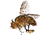  (Ceromya Janzen2343 - BIOUG29279-D02)  @14 [ ] CreativeCommons - Attribution (2016) CBG Photography Group Centre for Biodiversity Genomics