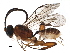  (cryptJanzen01 Malaise2380 - BIOUG29282-F04)  @13 [ ] CreativeCommons - Attribution (2016) CBG Photography Group Centre for Biodiversity Genomics