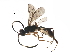  (ichneuMalaise01 Malaise4175 - BIOUG29282-F11)  @14 [ ] CreativeCommons - Attribution (2016) CBG Photography Group Centre for Biodiversity Genomics