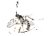  (crypMalaise01 Malaise3714 - BIOUG29288-B03)  @14 [ ] CreativeCommons - Attribution (2016) CBG Photography Group Centre for Biodiversity Genomics