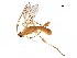  ( - BIOUG29288-B08)  @13 [ ] CreativeCommons - Attribution (2017) CBG Photography Group Centre for Biodiversity Genomics
