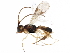  (Phanerotoma angelsolisi - BIOUG29415-C09)  @13 [ ] CreativeCommons - Attribution (2017) CBG Photography Group Centre for Biodiversity Genomics