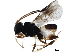  ( - BIOUG29415-F01)  @13 [ ] CreativeCommons - Attribution (2019) CBG Photography Group Centre for Biodiversity Genomics