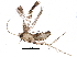  (malaiseGraci01 Malaise1936 - BIOUG29416-D03)  @13 [ ] CreativeCommons - Attribution (2016) CBG Photography Group Centre for Biodiversity Genomics
