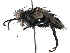  (Pelecotheca Malaise5928 - BIOUG29129-G12)  @14 [ ] CreativeCommons - Attribution (2016) CBG Photography Group Centre for Biodiversity Genomics