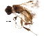  (Phanerotoma duniagarciae - BIOUG29456-B07)  @14 [ ] CreativeCommons - Attribution (2016) CBG Photography Group Centre for Biodiversity Genomics