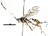  (cryptJanzen01 Malaise7067 - BIOUG29471-A06)  @14 [ ] CreativeCommons - Attribution (2016) CBG Photography Group Centre for Biodiversity Genomics