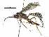  (Polycyrtus Malaise3367 - BIOUG29287-B06)  @14 [ ] CreativeCommons - Attribution (2016) CBG Photography Group Centre for Biodiversity Genomics