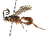  (ichneuMalaise01 Malaise4475 - BIOUG29287-C08)  @14 [ ] CreativeCommons - Attribution (2016) CBG Photography Group Centre for Biodiversity Genomics