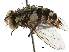  ( - BIOUG29287-H05)  @11 [ ] CreativeCommons - Attribution (2019) CBG Photography Group Centre for Biodiversity Genomics