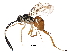  (cryptJanzen01 malaise9092 - BIOUG29423-D04)  @14 [ ] CreativeCommons - Attribution (2016) CBG Photography Group Centre for Biodiversity Genomics
