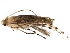  (malaiseGraci01 Malaise2880 - BIOUG29424-D08)  @13 [ ] CreativeCommons - Attribution (2016) CBG Photography Group Centre for Biodiversity Genomics