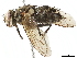  ( - BIOUG29422-G07)  @11 [ ] CreativeCommons - Attribution (2019) CBG Photography Group Centre for Biodiversity Genomics
