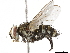  ( - BIOUG29422-G11)  @11 [ ] CreativeCommons - Attribution (2019) CBG Photography Group Centre for Biodiversity Genomics