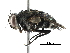  (Lixophaga Malaise8387 - BIOUG29422-H01)  @14 [ ] CreativeCommons - Attribution (2016) CBG Photography Group Centre for Biodiversity Genomics
