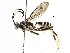  (Carinodes - BIOUG29478-A01)  @15 [ ] CreativeCommons - Attribution (2016) CBG Photography Group Centre for Biodiversity Genomics