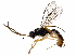  (crypMalaise01 Malaise6865 - BIOUG29479-H06)  @13 [ ] CreativeCommons - Attribution (2016) CBG Photography Group Centre for Biodiversity Genomics