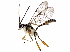  (Lymeon Gauld13 - BIOUG29479-H09)  @14 [ ] CreativeCommons - Attribution (2016) CBG Photography Group Centre for Biodiversity Genomics