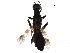  ( - BIOUG29530-E11)  @11 [ ] CreativeCommons - Attribution (2017) CBG Photography Group Centre for Biodiversity Genomics