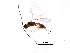  (Heterospilus Malaise3560 - BIOUG29562-E01)  @13 [ ] CreativeCommons - Attribution (2016) CBG Photography Group Centre for Biodiversity Genomics
