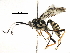  (cryptJanzen01 Malaise5850 - BIOUG29471-G05)  @15 [ ] CreativeCommons - Attribution (2016) CBG Photography Group Centre for Biodiversity Genomics