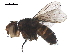  ( - BIOUG29632-A01)  @11 [ ] CreativeCommons - Attribution (2019) CBG Photography Group Centre for Biodiversity Genomics