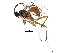  (cryptJanzen01 Malaise6652 - BIOUG29636-B11)  @14 [ ] CreativeCommons - Attribution (2016) CBG Photography Group Centre for Biodiversity Genomics
