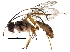  (cryptJanzen01 Malaise4687 - BIOUG29636-B12)  @13 [ ] CreativeCommons - Attribution (2016) CBG Photography Group Centre for Biodiversity Genomics