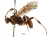  (Setanta Malaise5438 - BIOUG29478-B09)  @14 [ ] CreativeCommons - Attribution (2016) CBG Photography Group Centre for Biodiversity Genomics