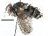  (Anisia Janzen5445 - BIOUG29478-H05)  @15 [ ] CreativeCommons - Attribution (2016) CBG Photography Group Centre for Biodiversity Genomics