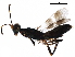  ( - BIOUG29619-G01)  @13 [ ] CreativeCommons - Attribution (2017) CBG Photography Group Centre for Biodiversity Genomics