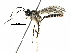 (ichneuMalaise01 Malaise7996 - BIOUG29469-F07)  @14 [ ] CreativeCommons - Attribution (2016) CBG Photography Group Centre for Biodiversity Genomics
