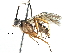  (ichneuMalaise01 Malaise7655 - BIOUG29469-G07)  @14 [ ] CreativeCommons - Attribution (2016) CBG Photography Group Centre for Biodiversity Genomics