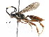  (ichneuMalaise01 Malaise8587 - BIOUG29469-G09)  @15 [ ] CreativeCommons - Attribution (2016) CBG Photography Group Centre for Biodiversity Genomics