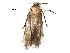  (cramMalaise01 Malaise4508 - BIOUG29643-C09)  @13 [ ] CreativeCommons - Attribution (2016) CBG Photography Group Centre for Biodiversity Genomics