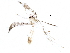  (malaiseGraci01 Malaise4899 - BIOUG29643-D04)  @12 [ ] CreativeCommons - Attribution (2016) CBG Photography Group Centre for Biodiversity Genomics