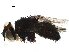  ( - BIOUG29649-H08)  @11 [ ] CreativeCommons - Attribution (2019) CBG Photography Group Centre for Biodiversity Genomics