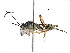  (cryptJanzen01 Malaise6101 - BIOUG29571-F04)  @14 [ ] CreativeCommons - Attribution (2016) CBG Photography Group Centre for Biodiversity Genomics