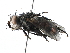  (Deopalpus Malaise0121 - BIOUG29571-H08)  @14 [ ] CreativeCommons - Attribution (2016) CBG Photography Group Centre for Biodiversity Genomics