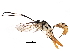  (crypMalaise01 Malaise9225 - BIOUG29624-H08)  @14 [ ] CreativeCommons - Attribution (2016) CBG Photography Group Centre for Biodiversity Genomics