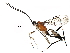  (cryptJanzen01 Malaise7492 - BIOUG29625-A01)  @14 [ ] CreativeCommons - Attribution (2016) CBG Photography Group Centre for Biodiversity Genomics